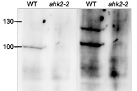 AHK2 | Histidine kinase 2 in the group Antibodies Plant/Algal  / Developmental Biology / Signal transduction at Agrisera AB (Antibodies for research) (AS12 2113)